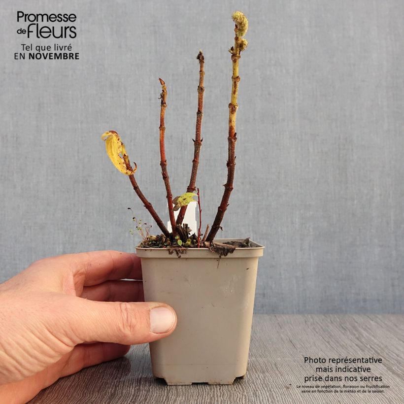 Amostra de Boehmeria biloba Vaso de 8/9 cm tal como entregue no outono