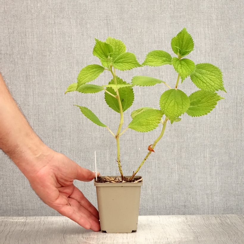 Amostra de Boehmeria biloba Vaso de 8/9 cm tal como entregue no verão