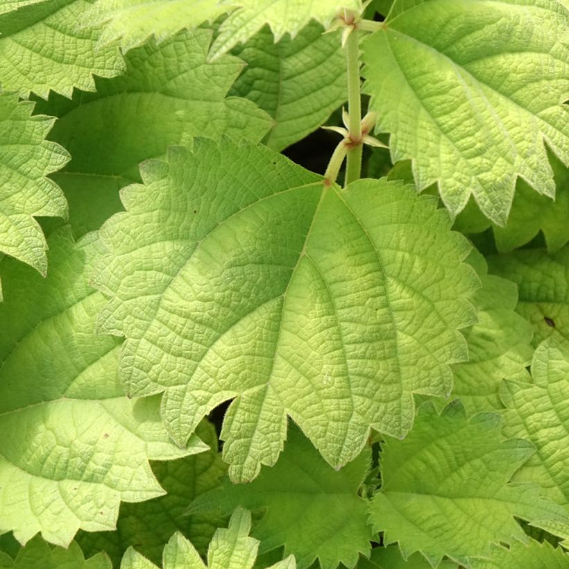 Boehmeria biloba (Folhagem)