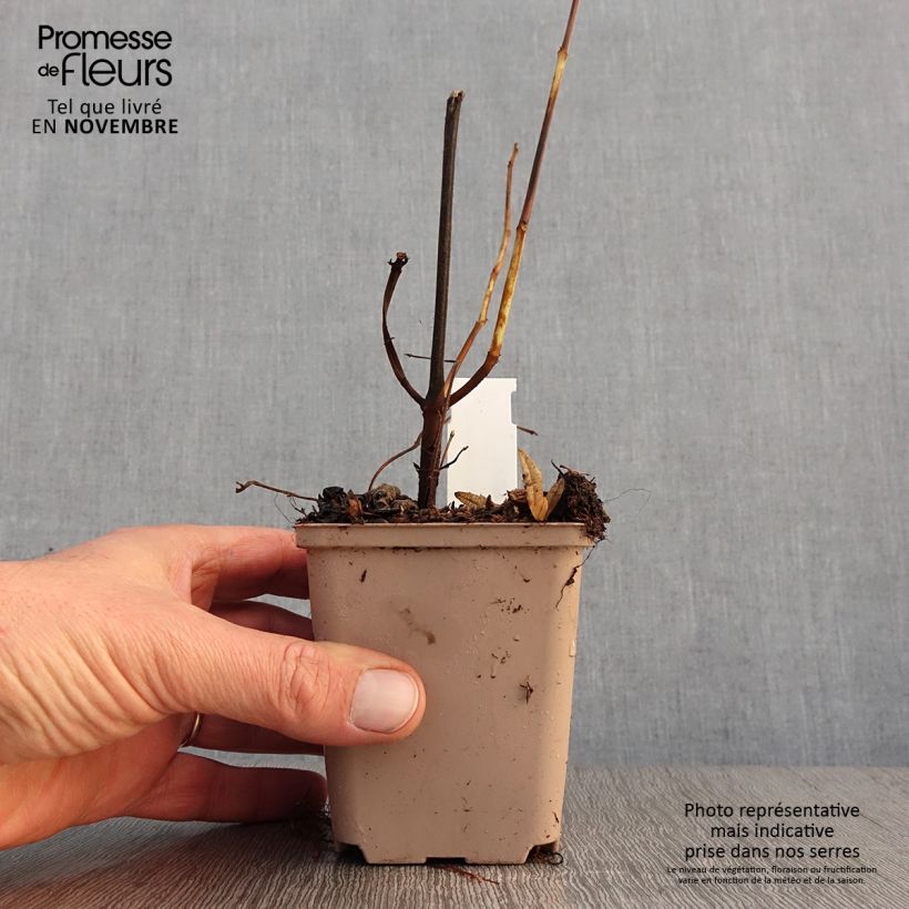 Amostra de Boehmeria platanifolia Vaso de 8/9 cm tal como entregue no outono