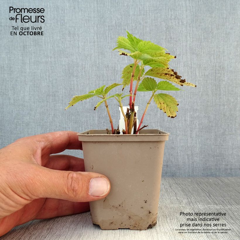 Amostra de Boehmeria sieboldiana Vaso de 8/9 cm tal como entregue no outono