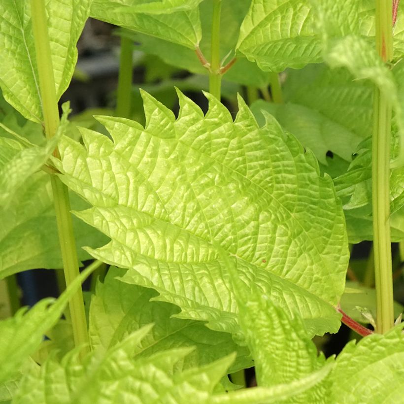 Boehmeria sieboldiana (Folhagem)