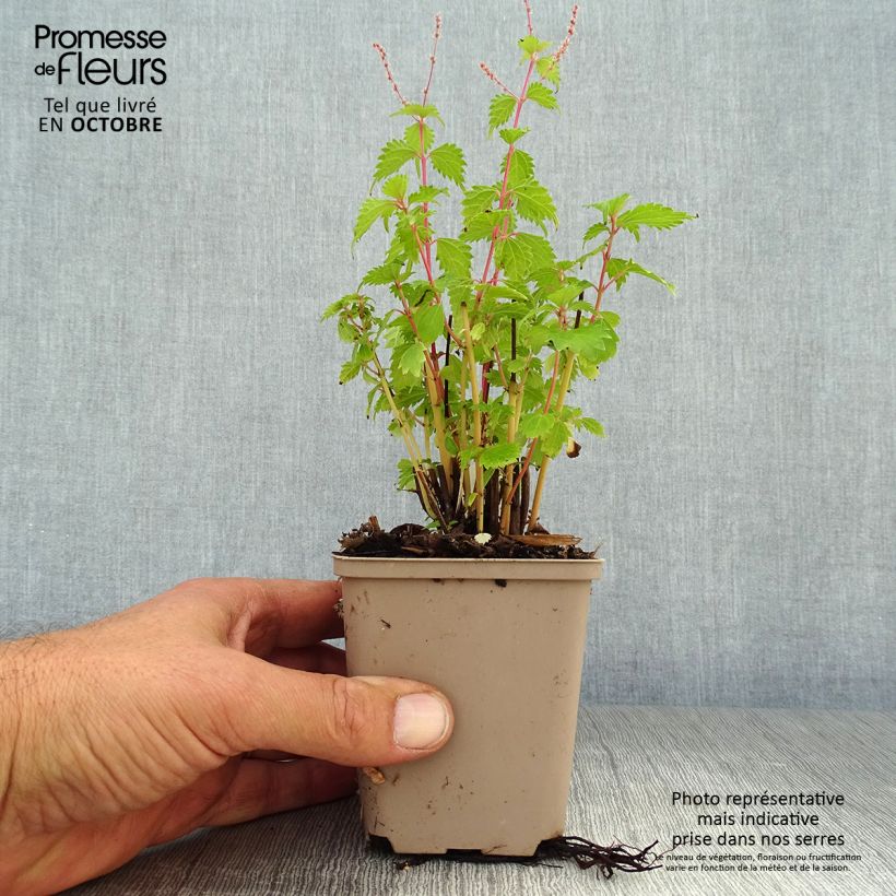 Amostra de Boehmeria spicata Vaso de 8/9 cm tal como entregue no outono