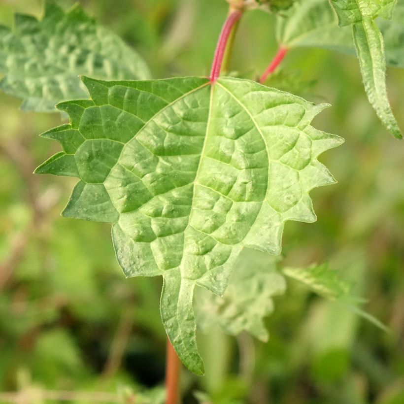 Boehmeria spicata (Folhagem)