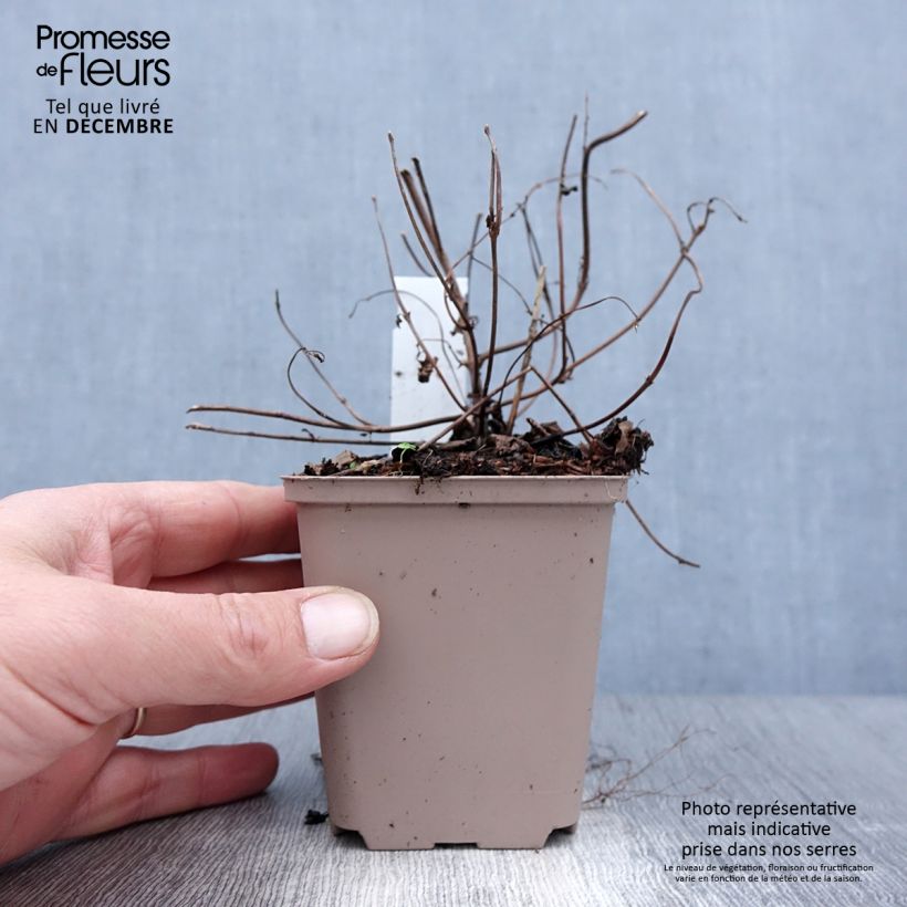 Amostra de Boehmeria tricuspis - Ortie de Chine Godet de 8/9 cm tal como entregue no inverno