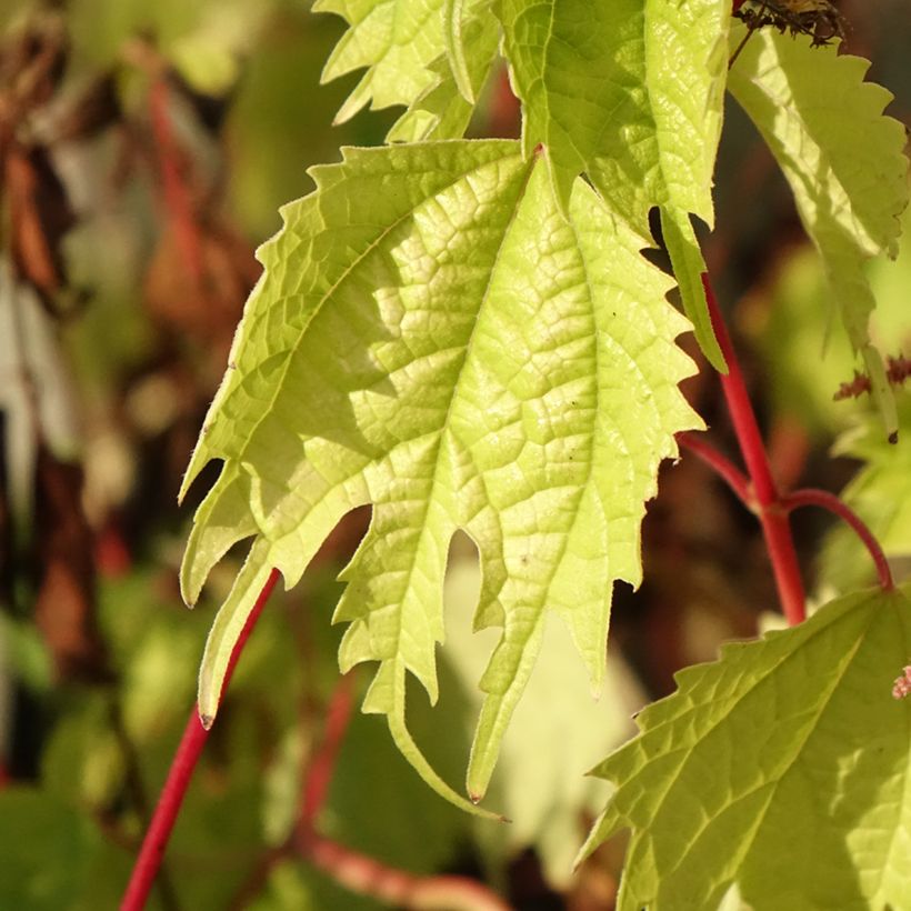 Boehmeria tricuspis (Folhagem)