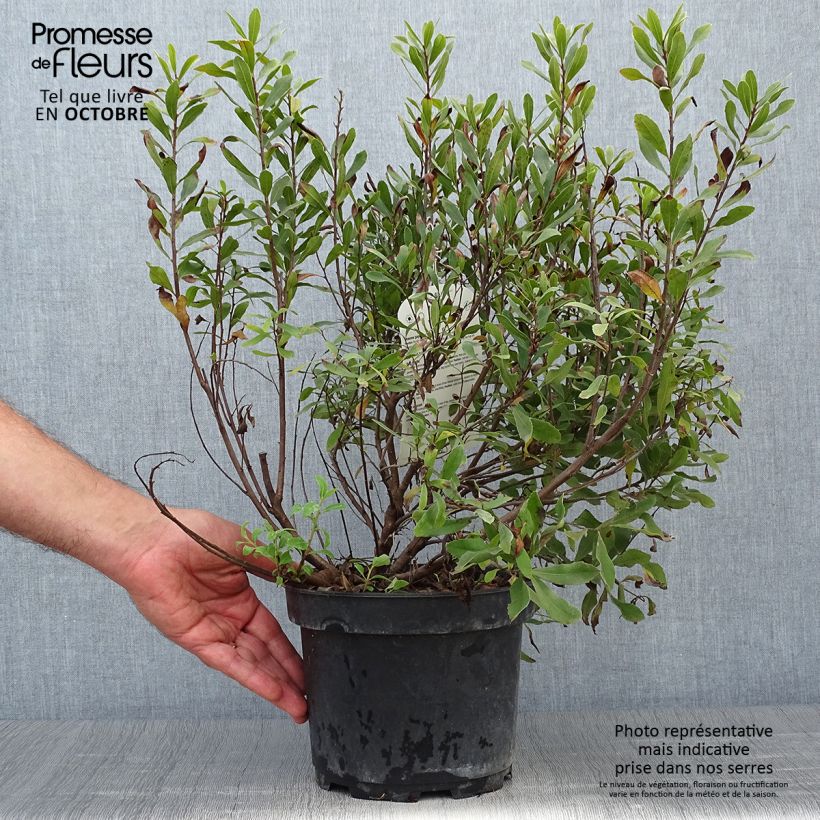 Amostra de Myrica gale Vaso de 1,5 L/2 L tal como entregue no outono