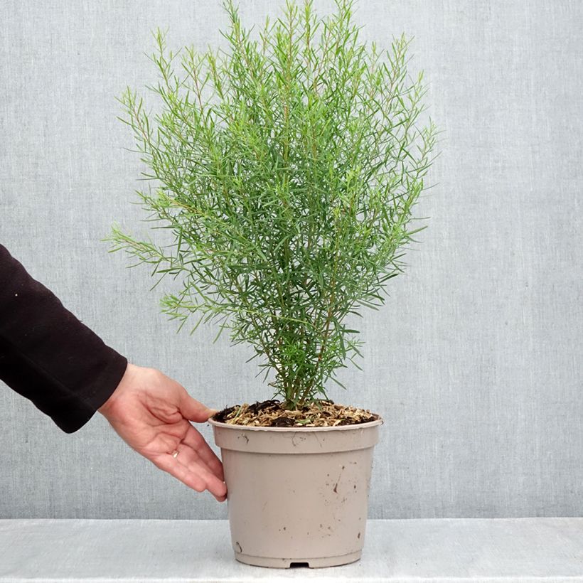 Amostra de Boronia heterophylla Vaso de 3 L/4 L tal como entregue no outono