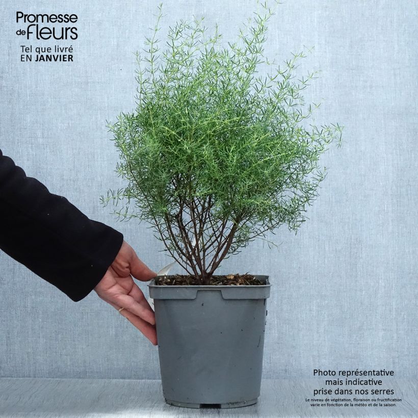 Amostra de Boronia megastigma Tui - Boronie brune Vaso de 4 L/5 L tal como entregue no inverno