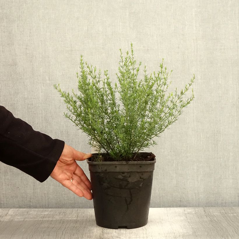 Amostra de Boronia pilosa Rose Blossom Vaso de 4 L/5 L tal como entregue no outono