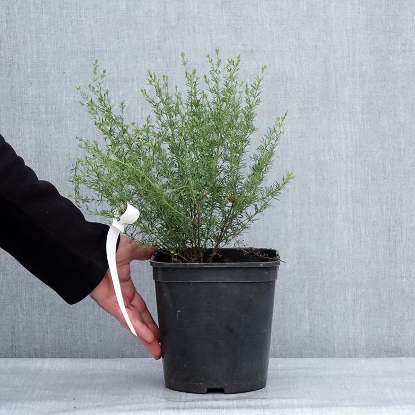 Amostra de Boronia pilosa Rose Blossom - Boronie velue Vaso de 4 L/5 L tal como entregue no inverno