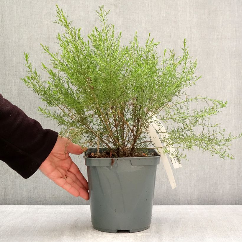 Amostra de Boronia pilosa Rose Blossom Vaso de 4 L/5 L tal como entregue na primavera