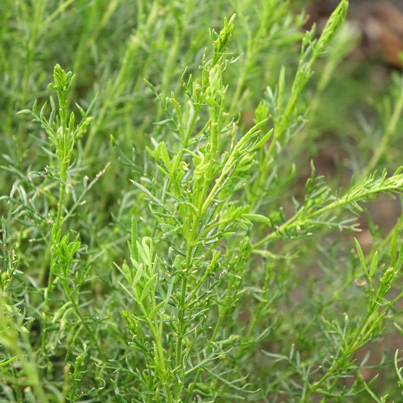 Boronia pilosa Rose Blossom (Folhagem)