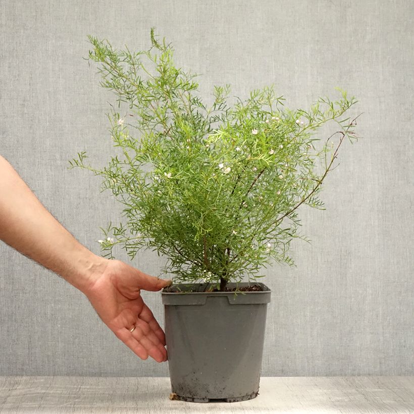 Amostra de Boronia pinnata var. muelleri Vaso de 4 L/5 L tal como entregue no verão