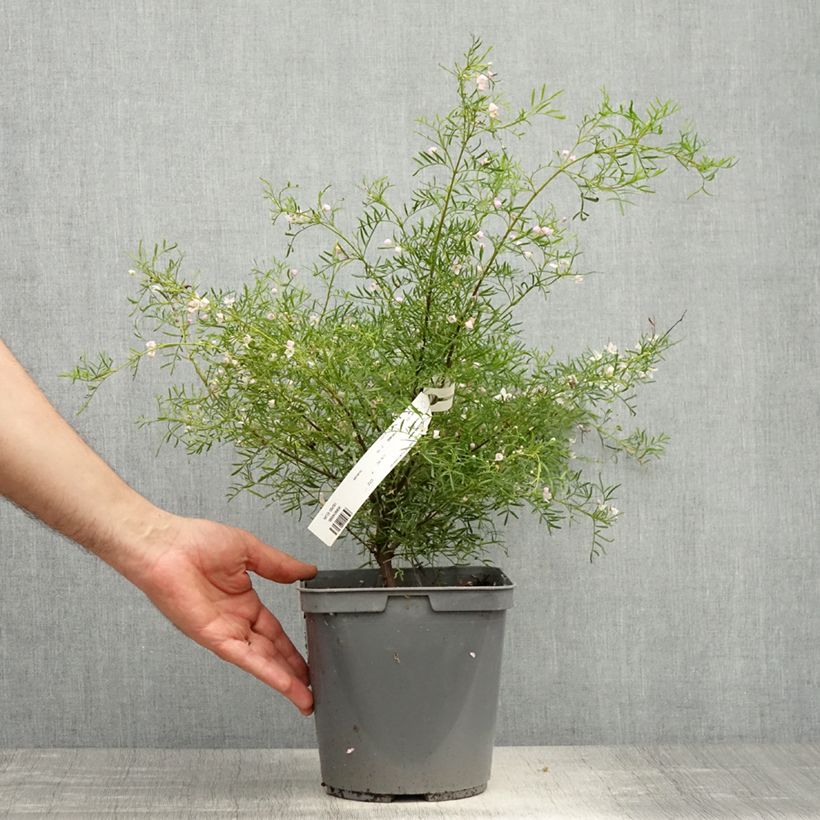 Amostra de Boronia pinnata var. muelleri Vaso de 4 L/5 L tal como entregue na primavera