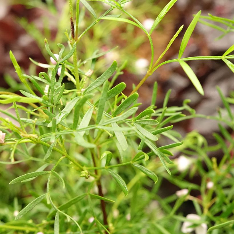 Boronia pinnata var. muelleri (Folhagem)