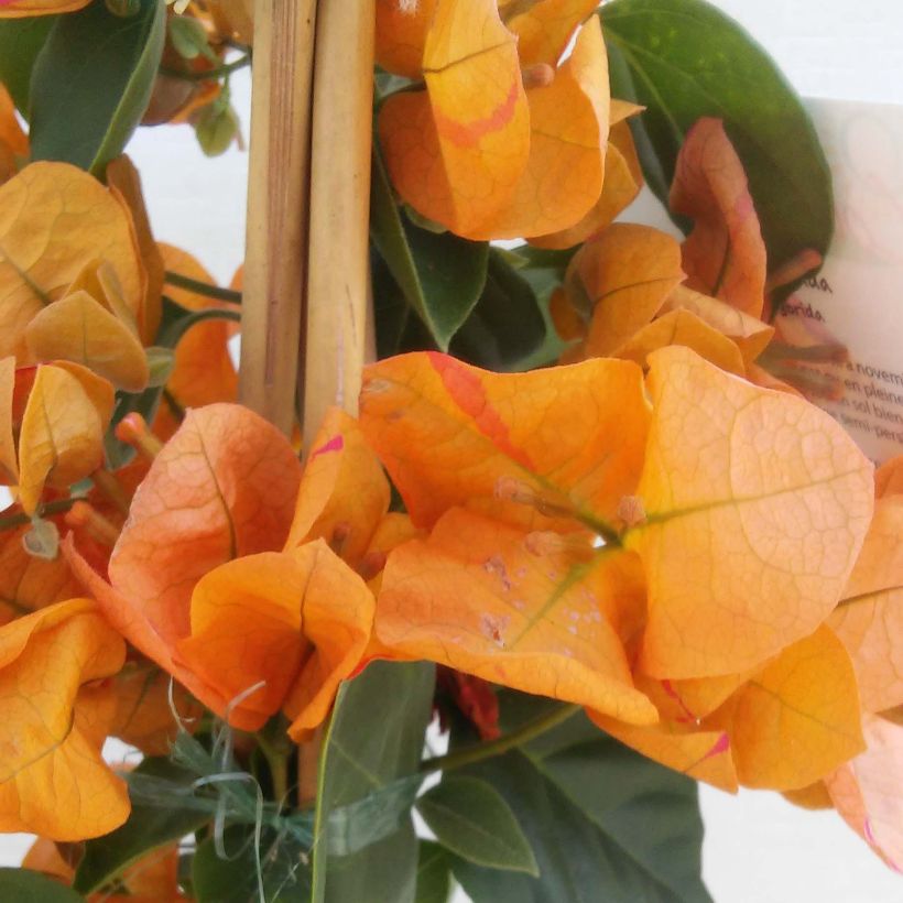 Buganvília spectabilis Orange (Floração)
