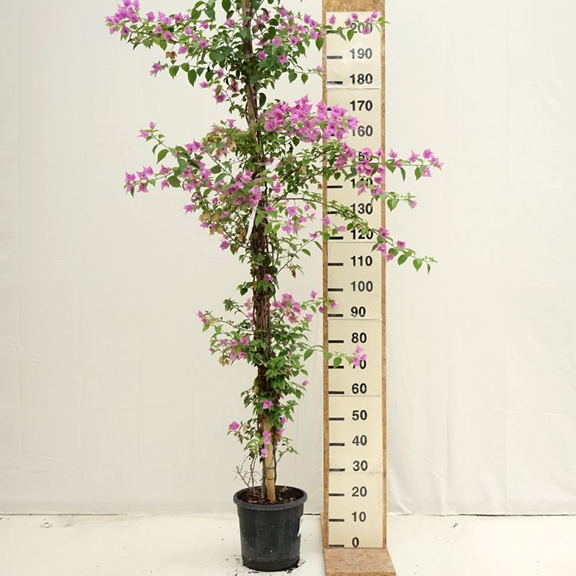 Amostra de Buganvília glabra Sanderiana Vaso de 12 L/15 L tal como entregue no verão