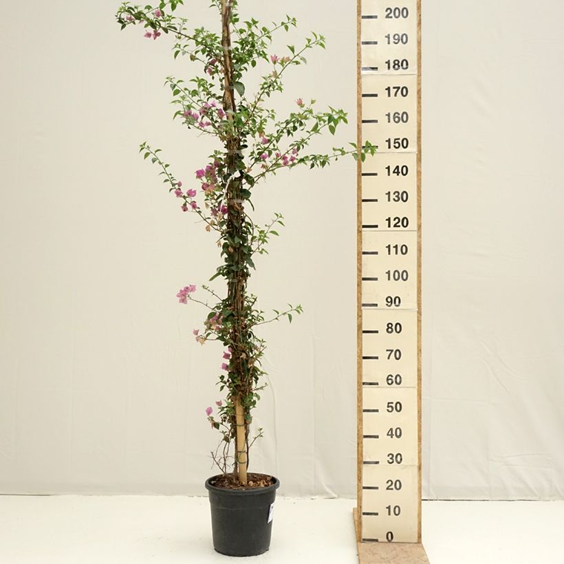 Amostra de Bougainvillier glabra Sanderiana Vaso de 12 L/15 L tal como entregue na primavera