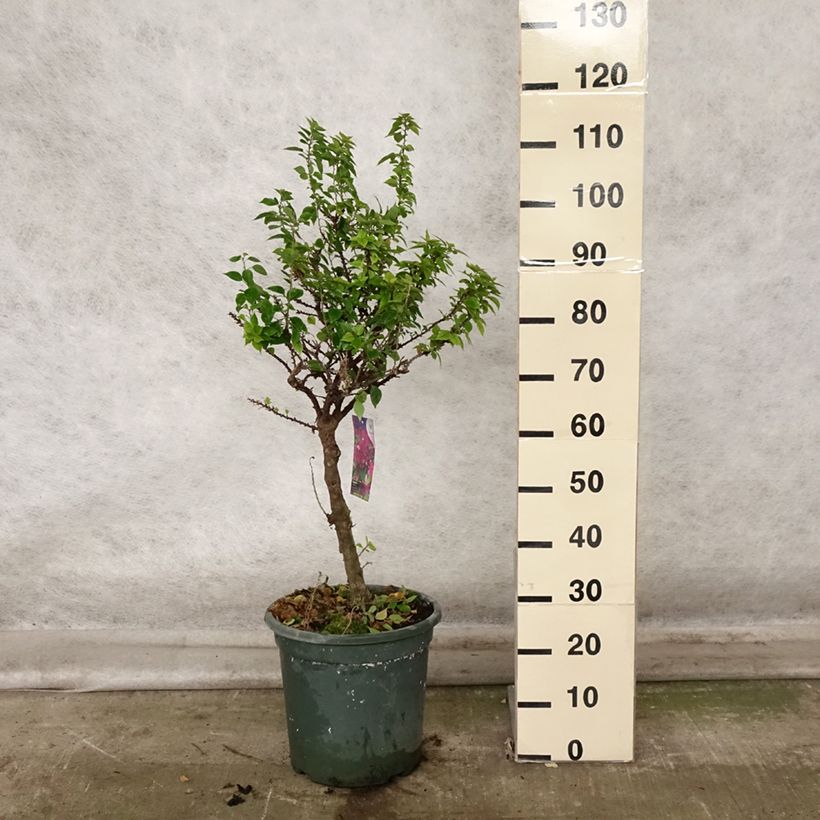 Amostra de Buganvília Mini Thaï Vaso de 12 L/15 L tal como entregue no outono