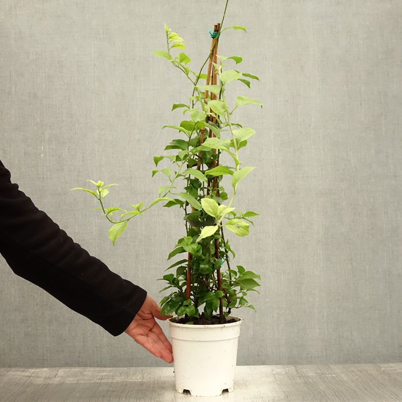 Amostra de Buganvília spectabilis Branco Vaso de 2 L/3 L tal como entregue no outono