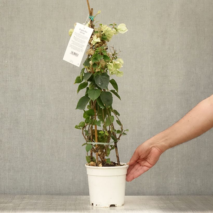 Amostra de Buganvília spectabilis Branco Vaso de 2 L/3 L tal como entregue no verão