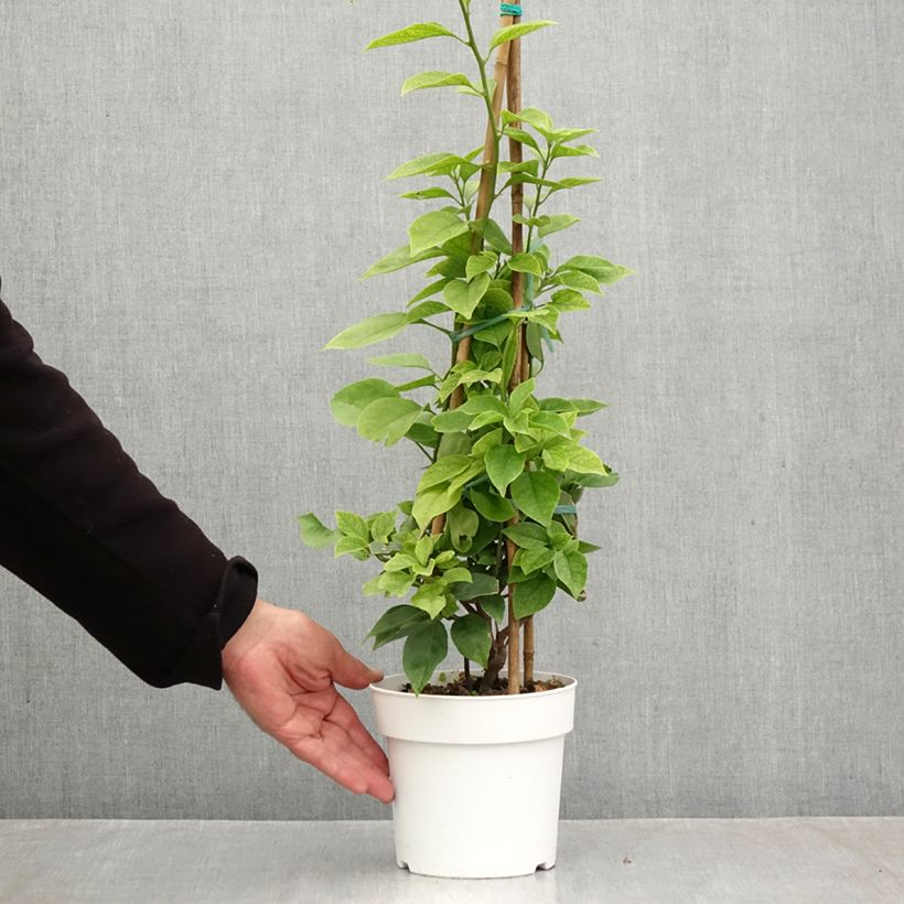 Amostra de Buganvília spectabilis Branco-rosa Vaso de 2 L/3 L tal como entregue no outono