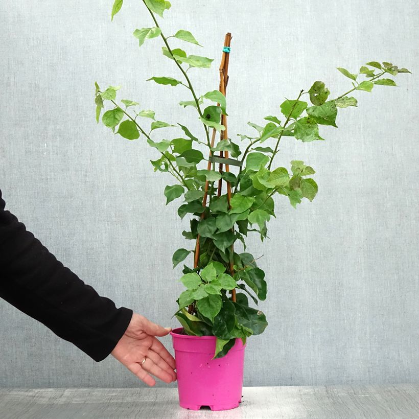 Amostra de Buganvília spectabilis Púrpura Violeta Vaso de 2 L/3 L tal como entregue no outono