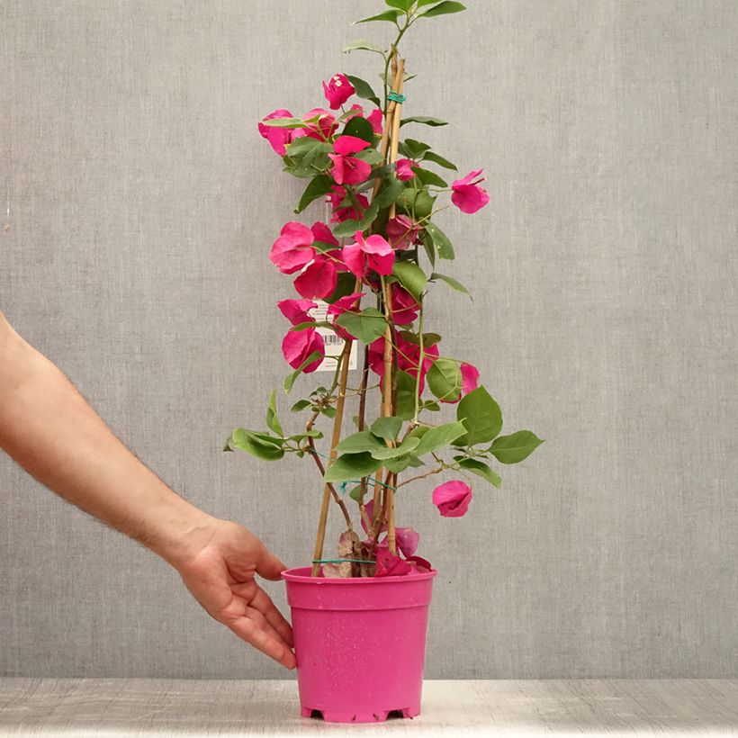 Amostra de Buganvília spectabilis Púrpura Violeta Vaso de 2 L/3 L tal como entregue no verão