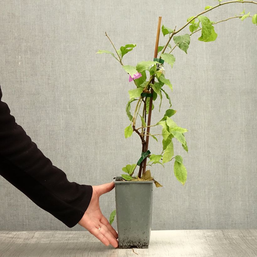 Amostra de Bougainvillier Violet de Mèze Pot de 1,5L/2L tal como entregue no outono