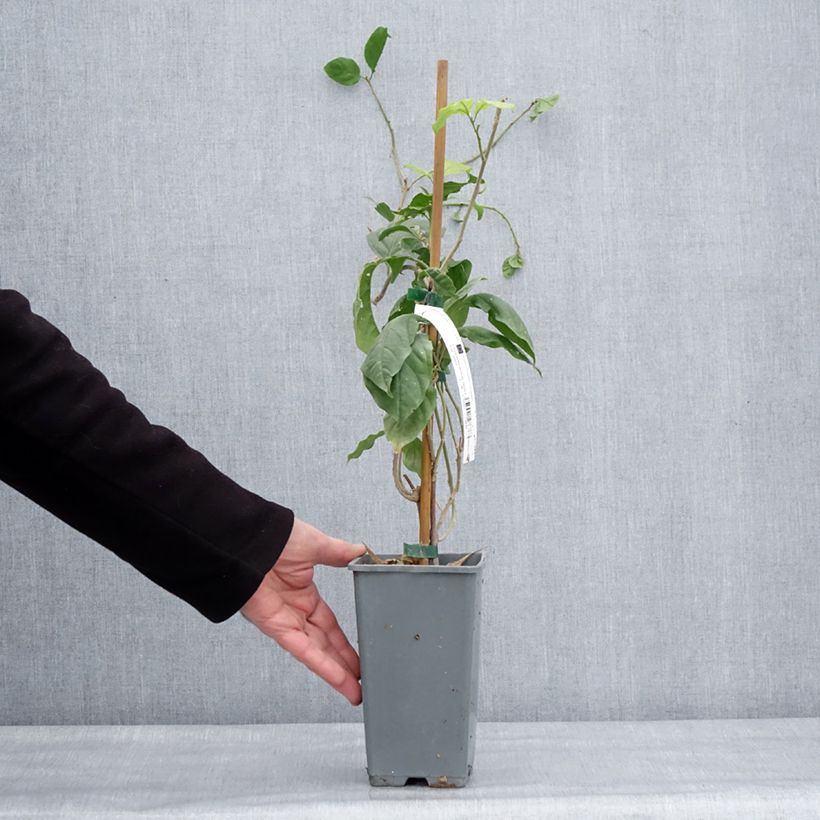 Amostra de Bougainvillier Violet de Mèze Vaso de 1,5 L/2 L tal como entregue no inverno