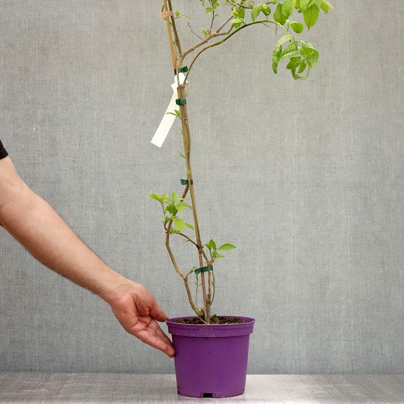 Amostra de Buganvília Violet de Mèze Vaso de 3 L/4 L tal como entregue no verão