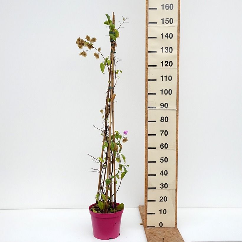 Amostra de Bougainvillier Violet de Mèze Pot de 7,5L/10L tal como entregue no outono