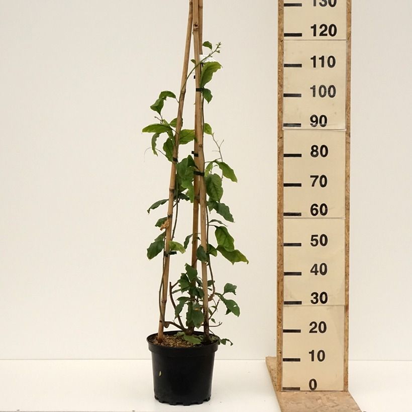 Amostra de Buganvília Violet de Mèze Vaso de 7,5 L/10 L tal como entregue na primavera