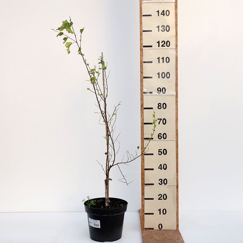 Amostra de Bouleau - Betula pendula Obelisk Pot de 7,5L/10L tal como entregue no outono