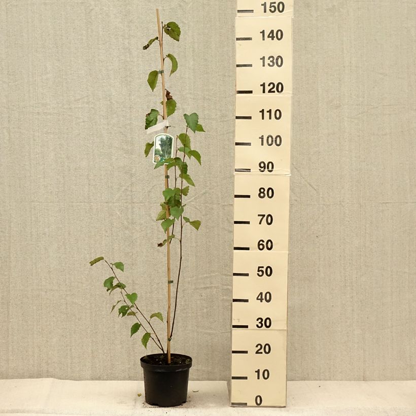 Amostra de Betula albosinensis Fascination Vaso de 2 L/3 L tal como entregue no outono