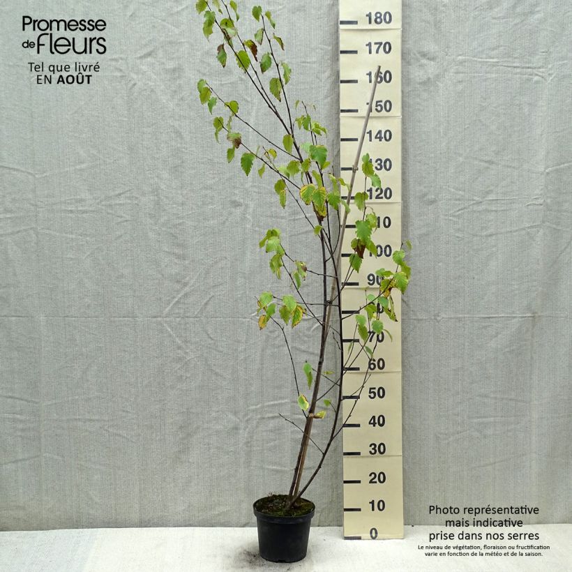 Amostra de Betula albosinensis Fascination Vaso de 2 L/3 L tal como entregue no verão