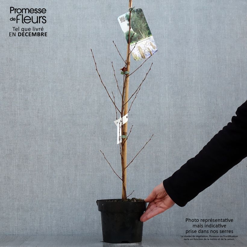 Amostra de Bouleau de Chine - Betula albosinensis Fascination Vaso de 2 L/3 L tal como entregue no inverno