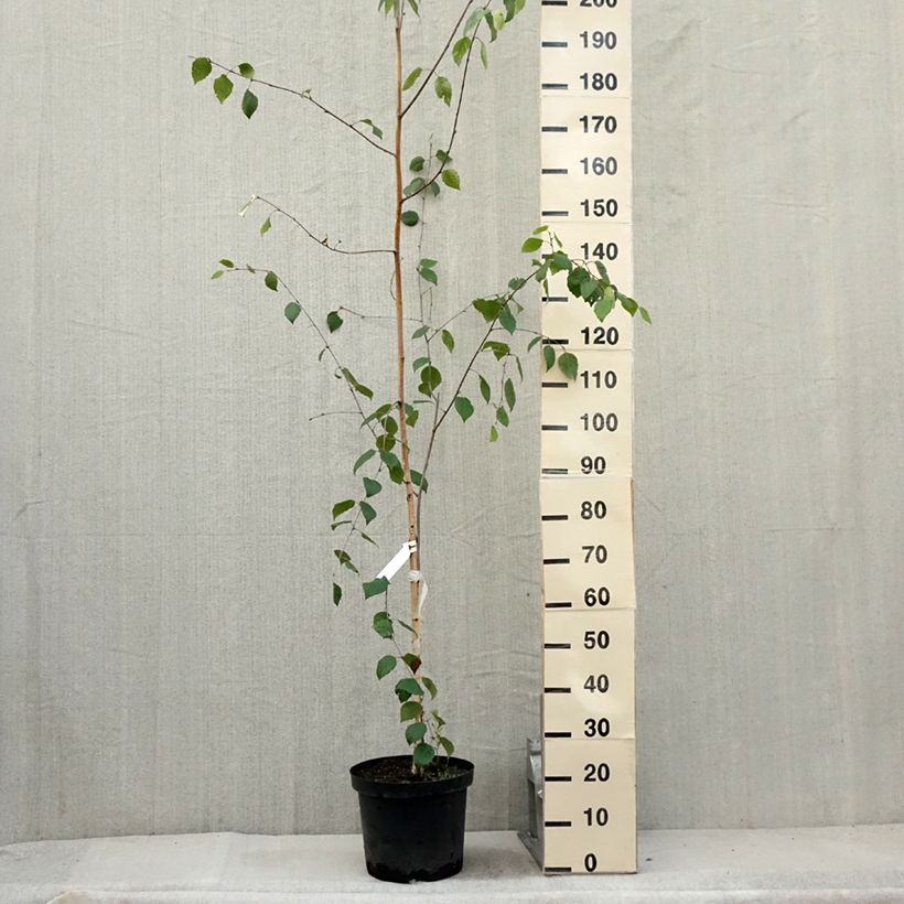 Amostra de Betula utilis var. jacquemontii Vaso de 4 L/5 L tal como entregue no verão