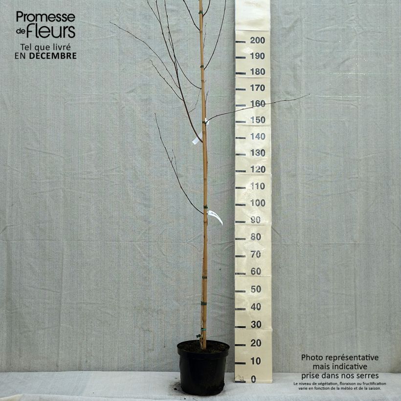 Amostra de Bouleau de l'Himalaya - Betula utilis jacquemontii Vaso de 4 L/5 L tal como entregue no inverno
