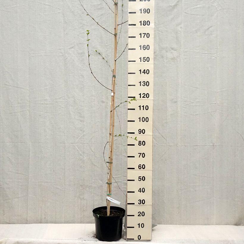 Amostra de Betula utilis var. jacquemontii Vaso de 4 L/5 L tal como entregue na primavera