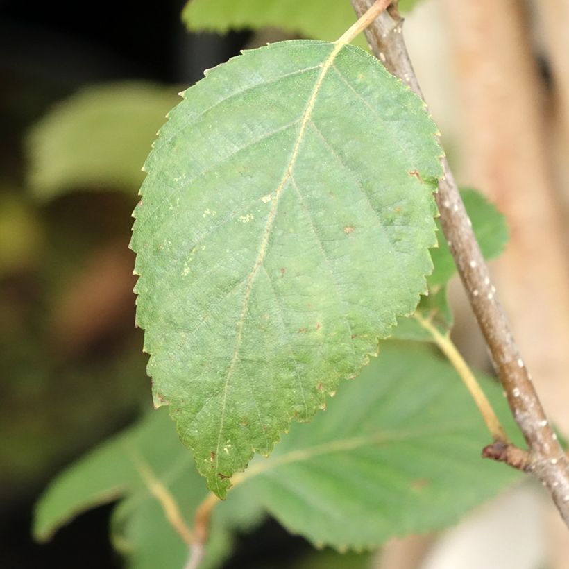 Betula utilis var. jacquemontii (Folhagem)