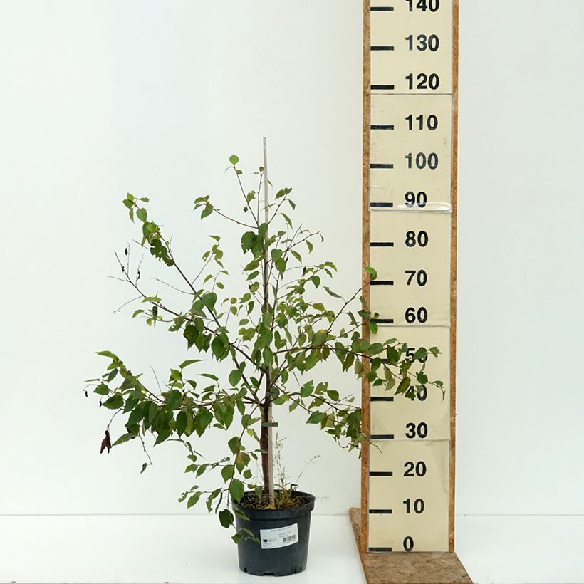 Amostra de Betula utilis var. prattii Vaso de 4 L/5 L tal como entregue no verão