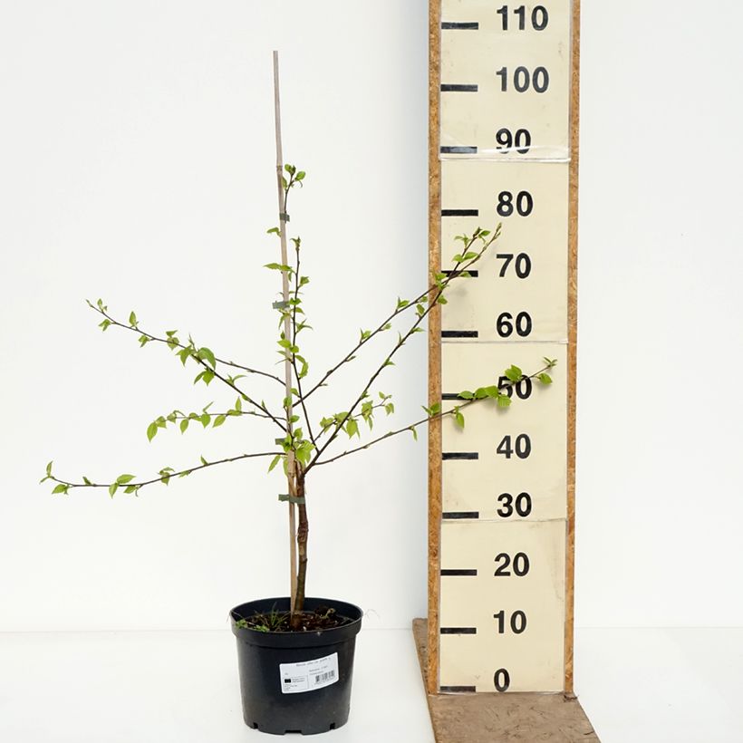 Amostra de Betula utilis var. prattii Vaso de 4 L/5 L tal como entregue na primavera
