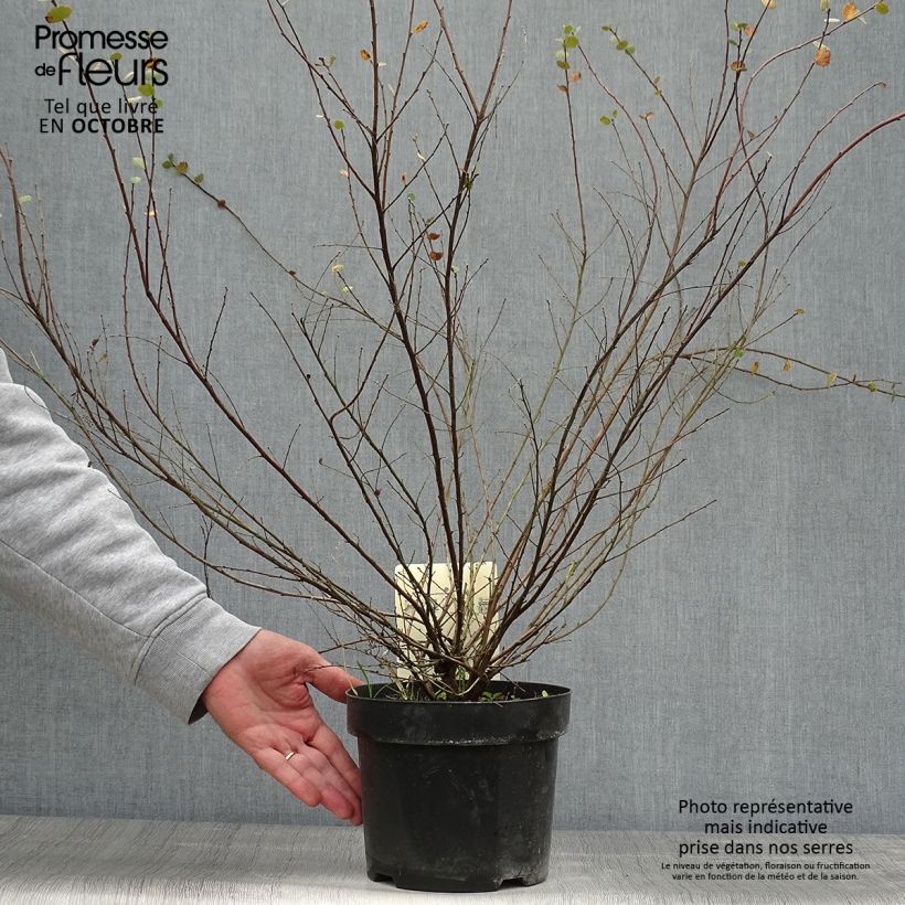 Amostra de Betula nana Vaso de 2 L/3 L tal como entregue no outono