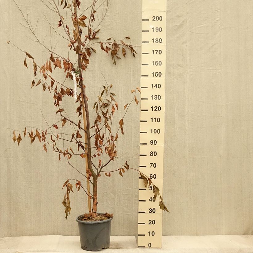 Amostra de Betula nigra Heritage Vaso de 12 L/15 L tal como entregue no outono