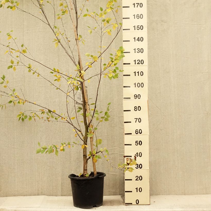 Amostra de Betula nigra Heritage Vaso de 12 L/15 L tal como entregue no verão