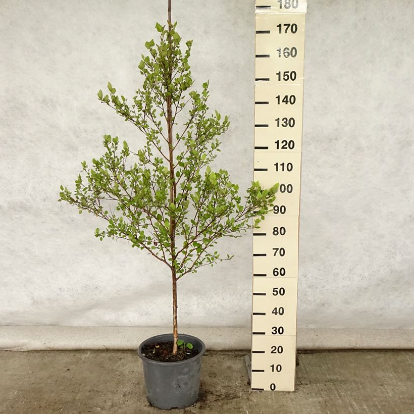 Amostra de Betula nigra Vaso de 12 L/15 L tal como entregue no verão