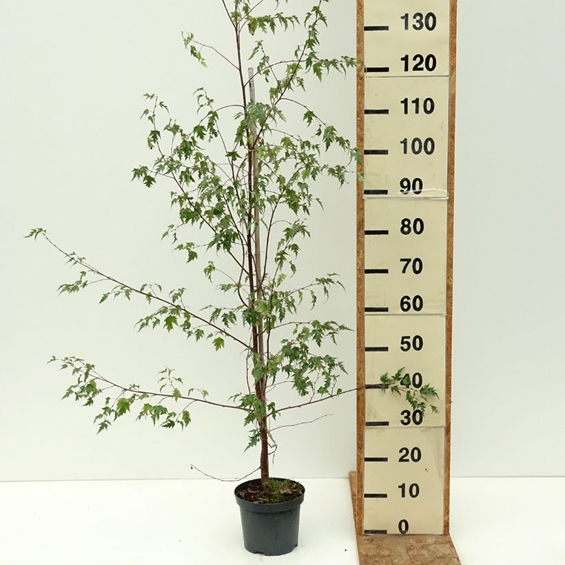 Amostra de Betula pendula Crispa Vaso de 2 L/3 L tal como entregue no verão
