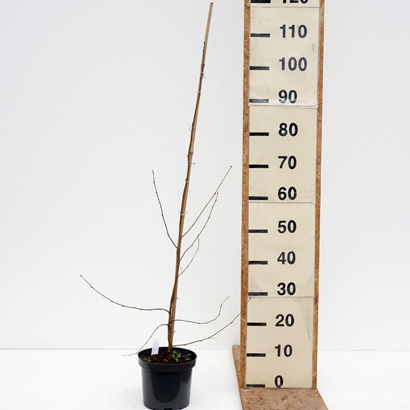 Amostra de Betula pendula Crispa Vaso de 2 L/3 L tal como entregue no inverno